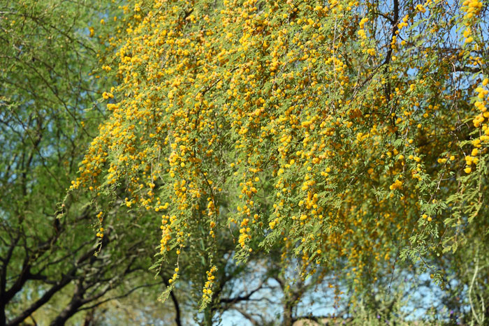 Sweet Acacia is found in variable soil conditions including sandy, sandy loam, caliche, alkaline soil and desert canyons. It is drought tolerant. Vachellia farnesiana, (=Acacia farnesiana)